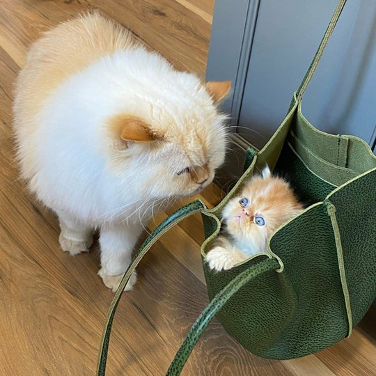 a kitten in a devan bucket tote