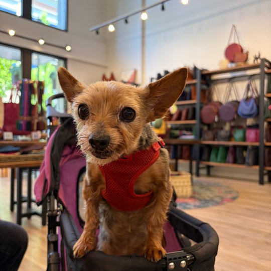 Chihuahua in a pink vest