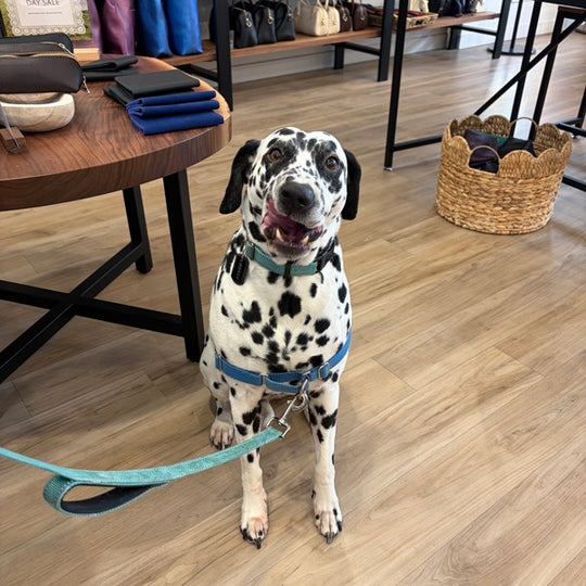 Dalmatian in a harness