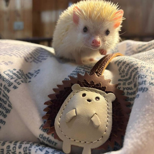 hedgehog with a hedgehog keychain