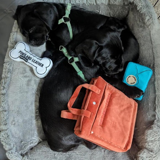 two puppies with dog toys
