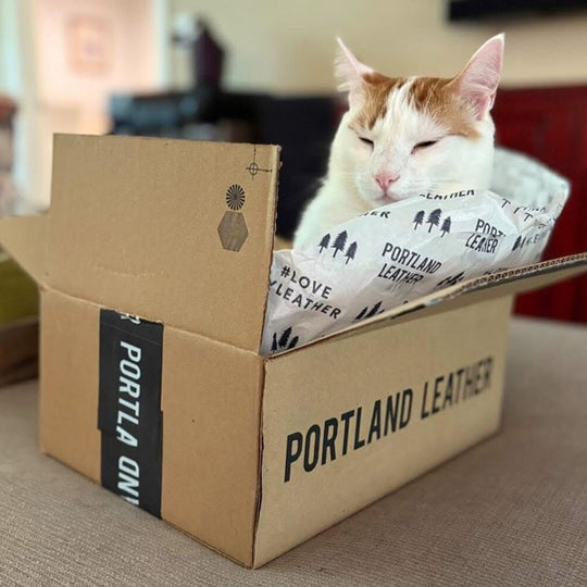 a cat in a PLG box