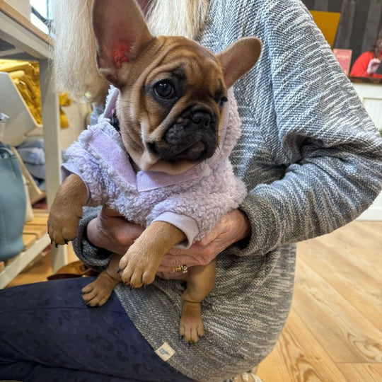 person holding a puppy pug
