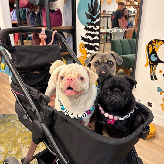 Three pugs in a stroller